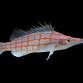 Oxycirrhites typus M