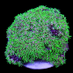 Pachyclavularia violacea M GREEN