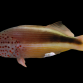 Paracirrhites forsteri 4-6 cm
