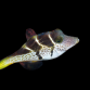 Paraluteres prionurus 3-5cm