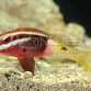 Parupeneus barberinoides