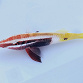 Parupeneus barberinoides