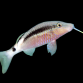 Parupeneus barberinus 7-10 cm