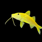 Parupeneus cyclostomus M