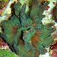 Pectinia sp.