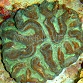 Pectinia sp.