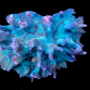 Pectinia sp. 7-8 cm Vert