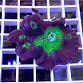 Pectinia spp bicolor 03 FRAG