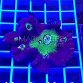 Pectinia spp bicolor 03 FRAG