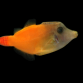 Pervagor melanocephalus 4-6cm