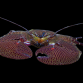 Petrolisthes spp. 2-3 cm