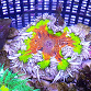 Phymanthus crucifer ULTRA 01