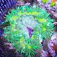 Phymanthus crucifer ULTRA 02