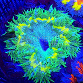 Phymanthus crucifer ULTRA 02