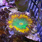 Phymanthus crucifer ULTRA 03