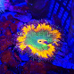 Phymanthus crucifer ULTRA 03