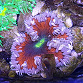 Phymanthus crucifer ULTRA 04