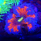 Phymanthus crucifer ULTRA 04