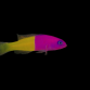 Pictichromis paccagnellae 3-5cm