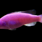 Pictichromis porphyrea 3-5cm