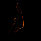 Platax pinnatus S