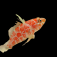 Plectranthias inermis M