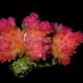 Pocillopora sp. 7-8 cm Rose