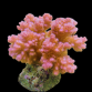 Pocillopora verrucosa 4-6cm Red Pink