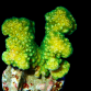 Pocillopora verrucosa 6-10cm Green