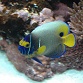 Pomacanthus xanthometopon Sub-adulte