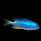 Pomacentrus alleni 3-5 cm