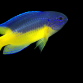 Pomacentrus auriventris 3-5 cm