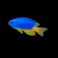 Pomacentrus coelestis 3-5 cm