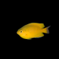 Pomacentrus moluccensis 3-4 cm
