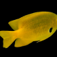 Pomacentrus sulfureus M