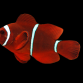 Premnas biaculeatus 4-6 cm