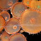 Protopalythoa sp. M Red Button polyp