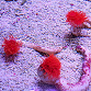 Protula bispiralis Rouge M - Giant Red Coco Worm