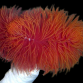 Protula magnifica M Rouge