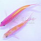 Pseudanthias bartlettorum COUPLE Rare Océanie