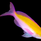 Pseudanthias bicolor M&acirc;le M Dos jaune