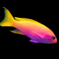 Pseudanthias bimaculatus Femelle 5-7cm