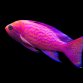 Pseudanthias bimaculatus M&acirc;le 8-10cm
