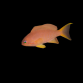 Pseudanthias cheirospilos Femelle M