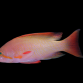 Pseudanthias cheirospilos M&acirc;le M