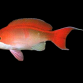 Pseudanthias cooperi 5-7cm