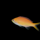 Pseudanthias dispar Femelle 3-5cm