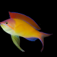 Pseudanthias dispar M