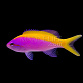 Pseudanthias evansi M
