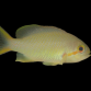 Pseudanthias huchtii Femelle 3-5cm